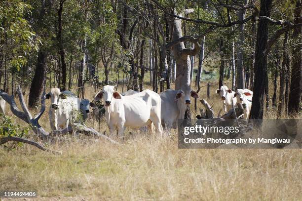 australian cattle country - angus stock pictures, royalty-free photos & images