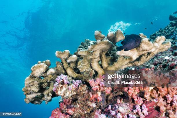 underwater colorful coral reef with warty bush coral (pocillopora verrucosa) and damselfish (dascyllus trimaculatus) - dascyllus trimaculatus stock pictures, royalty-free photos & images
