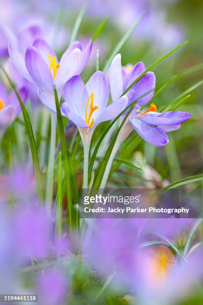 close-up image of beautiful spring flowering, purple crocus flowers - croco - fotografias e filmes do acervo