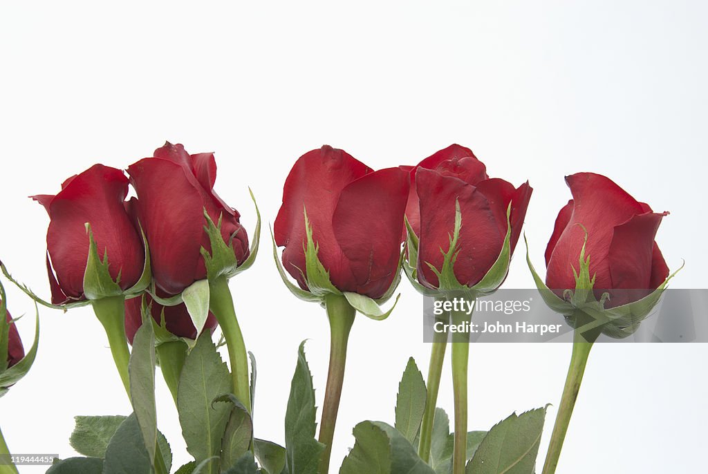 Long Red Roses Line Red Roses In Line High-Res Stock Photo - Getty Images