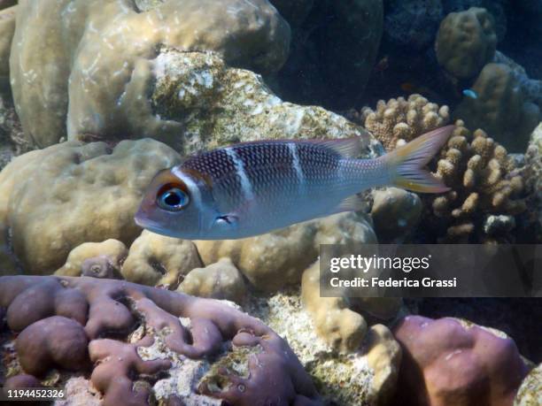 redfin emperor (monotaxis heterodon), fihalhohi island, maldives - humpnose bigeye bream stock pictures, royalty-free photos & images