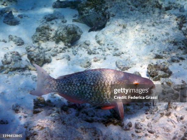 sparisoma viride (stoplight parrotfish, initial phase), fihalhohi island, maldives - honeymoon phase stock pictures, royalty-free photos & images