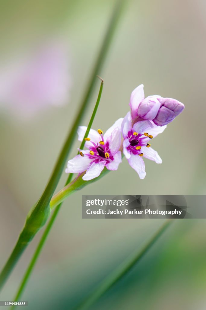 Close-up image of the beautiful delicate pink flowers of Onixotis stricta, also called greater waterphlox