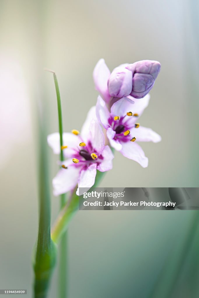 Close-up image of the beautiful delicate pink flowers of Onixotis stricta, also called greater waterphlox