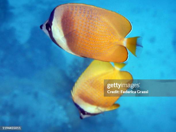 two yellow chaetodon semeion (dotted butterflyfish) - dotted butterflyfish stock pictures, royalty-free photos & images