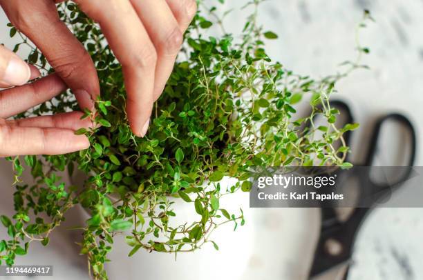 a young person is gardening indoor - 植物 タイム ストックフォトと画像