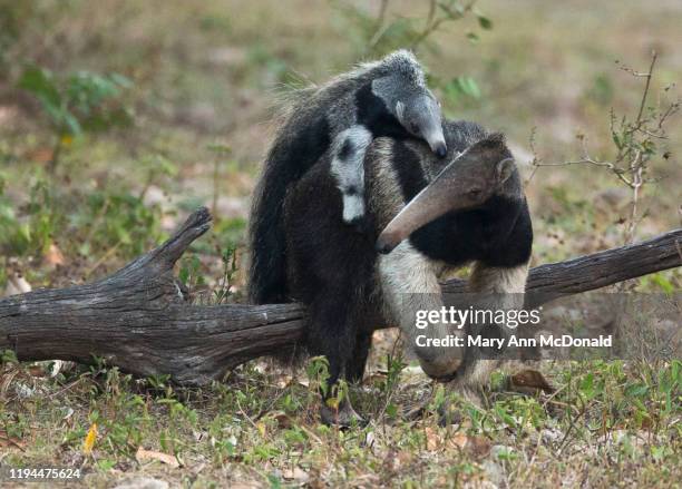 giant anteater - großer ameisenbär stock-fotos und bilder