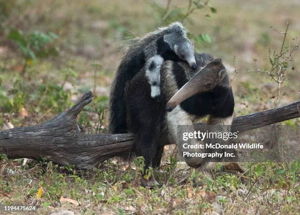 giant anteater - giant anteater stock pictures, royalty-free photos & images