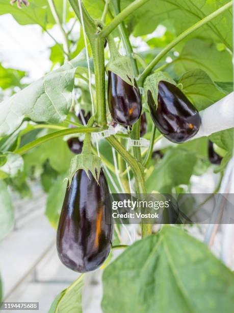 eggplant grown in a greenhouse - aubergine stock pictures, royalty-free photos & images