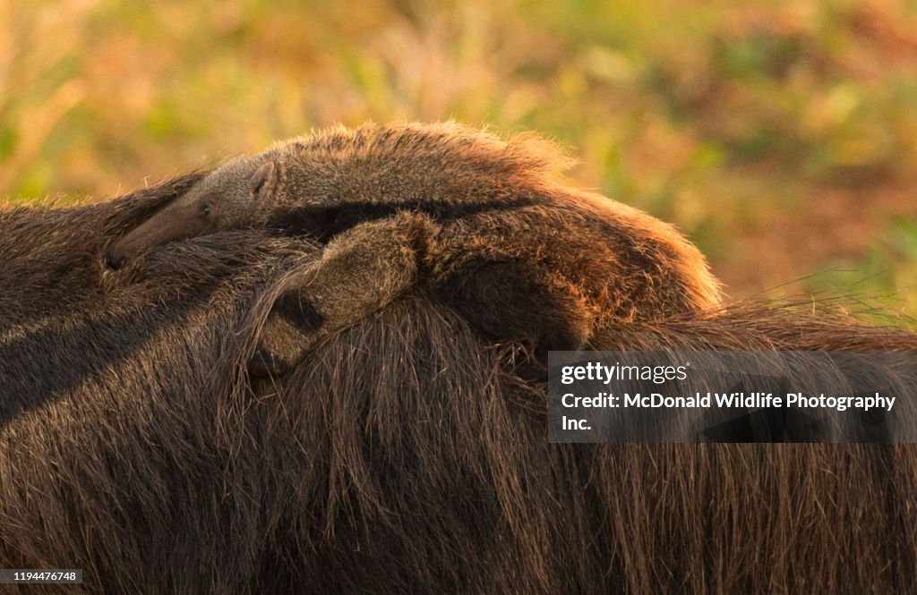 Giant Anteater