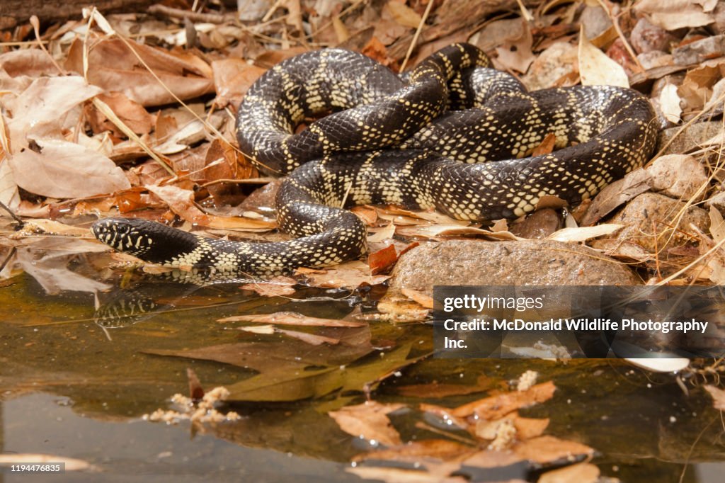 Desert Kingsnake