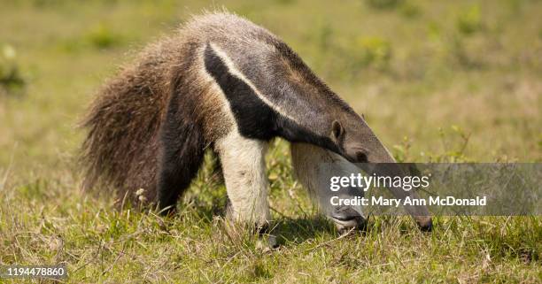 giant anteater - giant anteater stock pictures, royalty-free photos & images