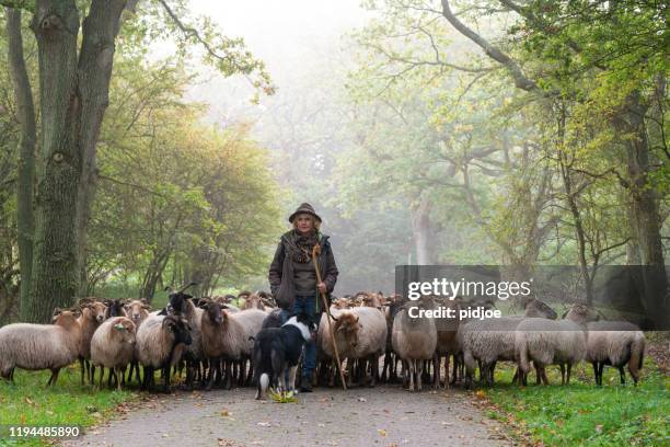 weiblicher hirte und schafherde bei einem nebligen sonnenaufgang im wald - hirte stock-fotos und bilder