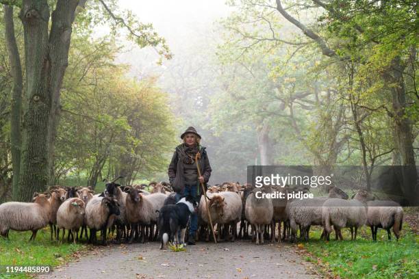 Female Shepherd and flock of sheep at a foggy sunrise in the woods