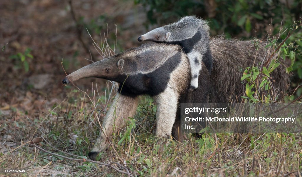 Giant Anteater