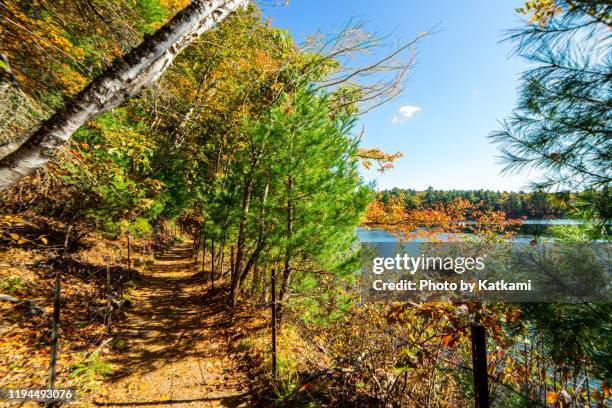 walking path along walden pond, concord, ma - walden pond stock pictures, royalty-free photos & images