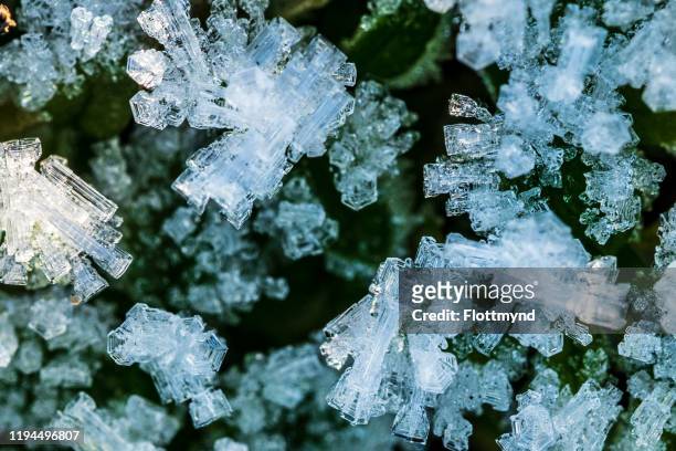 close up of some frozen ice crystals in the early morning light - isskulptur bildbanksfoton och bilder