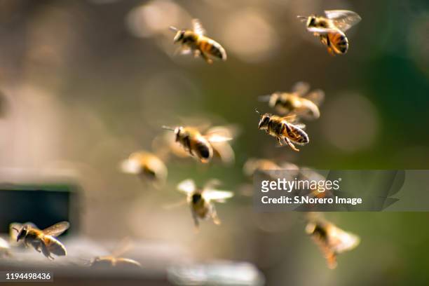 elqui valley bees / abejas del valle de elqui - honey bee stock-fotos und bilder