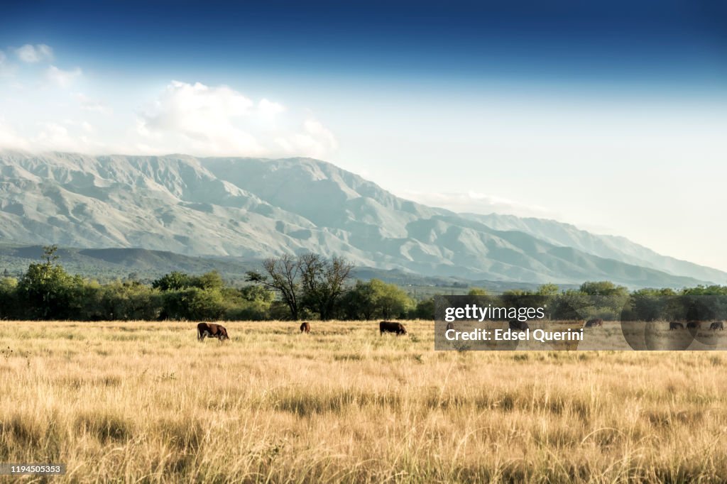 Kühe auf der natürlichen Weide der feuchten Pampa. Argentinien.