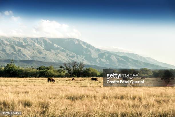 cows in natural pasture of the humid pampa. argentina. - cordoba province argentina stock pictures, royalty-free photos & images