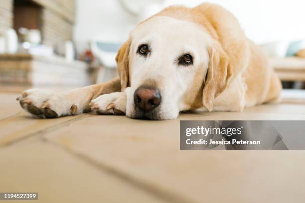 yellow labrador lying on floor - yellow labrador retriever stock pictures, royalty-free photos & images