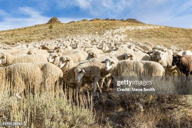 flock of sheep on hill in ketchum, idaho, usa - ketchum idaho stock-fotos und bilder