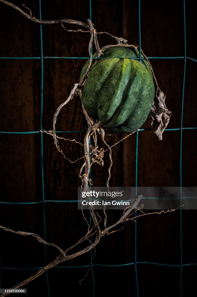 Acorn Squash and Vine on Fence