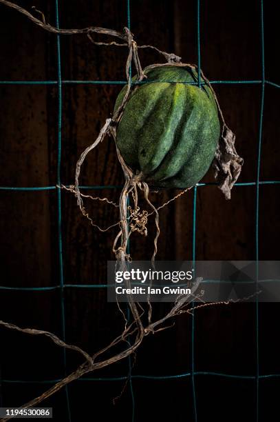 acorn squash and vine on fence - ian gwinn stock pictures, royalty-free photos & images