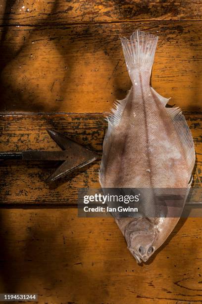 flounder and harpoon - flounder stock pictures, royalty-free photos & images