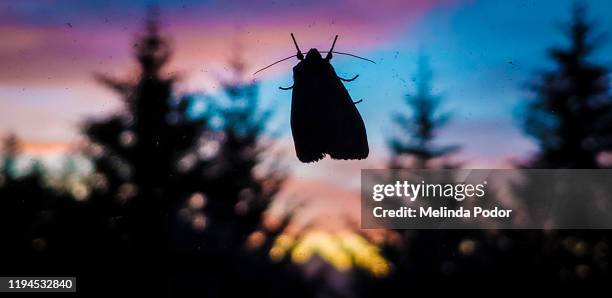 Window Moth 1,224 Night Moth Stock Photos, High-Res Pictures, and Images - Getty Images