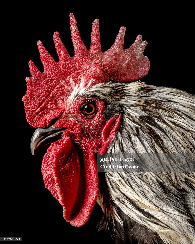 Isbar Rooster_1