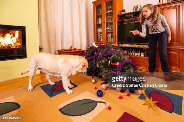 girl scolding a bed dog at christmas - christmas tree dog stock-fotos und bilder
