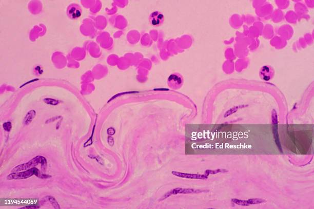 artery showing endothelium (simple squamous epithelium) red blood cells and white blood cells, 250x - simple squamous epithelium stock-fotos und bilder