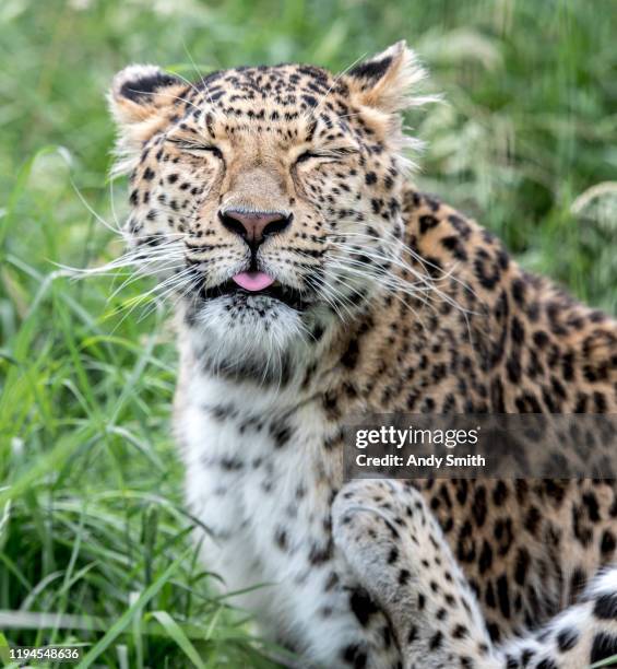 scratching - amur leopard stock-fotos und bilder