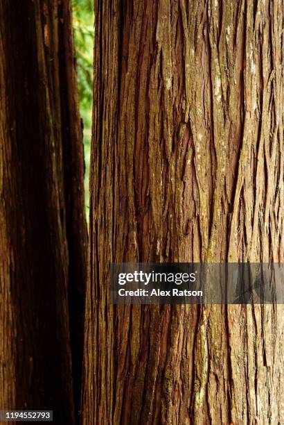 cedar tree - cedro foto e immagini stock