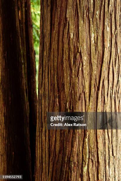 cedar tree - cederträd bildbanksfoton och bilder