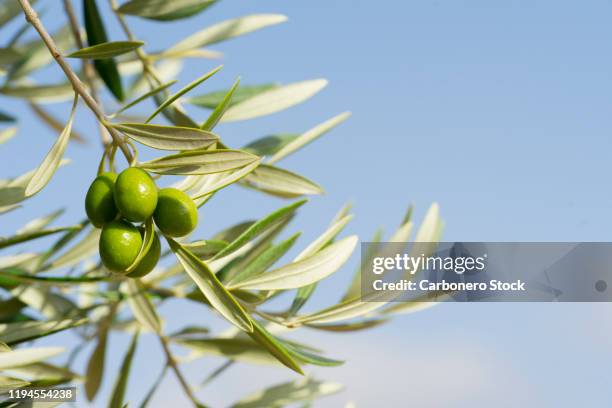 close-up of olives growing on tree - olijfboom stockfoto's en -beelden