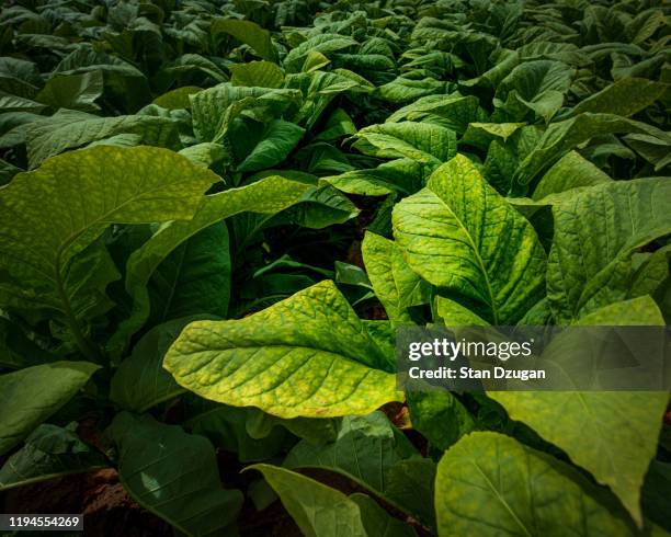 tobacco growing in fields - tobacco product stock pictures, royalty-free photos & images