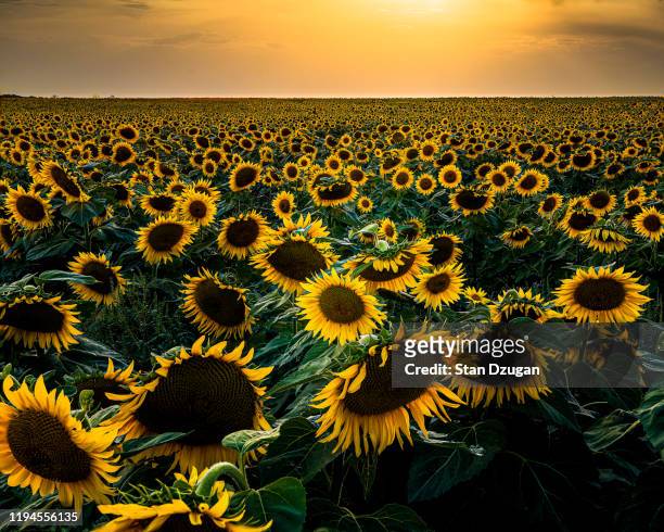 sunflower seed farm - sonnenblumenkern stock-fotos und bilder