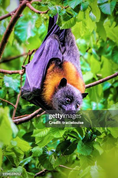 renard volant à tête grise - pteropus poliocephalus photos et images de collection