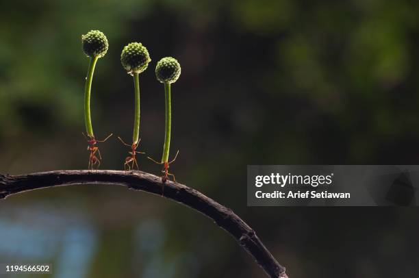 ant attractions - ant stock pictures, royalty-free photos & images