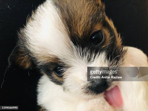 puppy with tongue out - dierlijke mond stockfoto's en -beelden