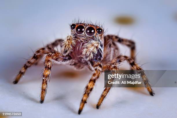 zebra jumping spider - zebra jumping spider stock pictures, royalty-free photos & images