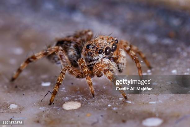 zebra jumping spider - zebra jumping spider stock pictures, royalty-free photos & images