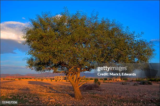 moroccan argan tree - argan stock-fotos und bilder