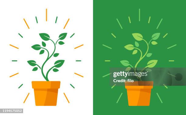 ilustraciones, imágenes clip art, dibujos animados e iconos de stock de planta en maceta - plant pot