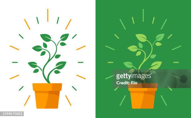 illustrazioni stock, clip art, cartoni animati e icone di tendenza di pianta in vaso - crescita
