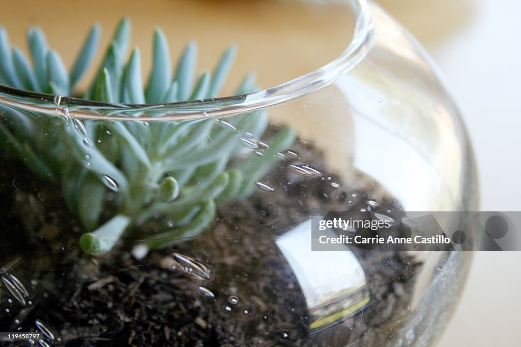 Terrarium with Succulent