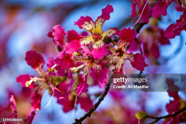 silk floss tree flower - ceiba speciosa stock pictures, royalty-free photos & images