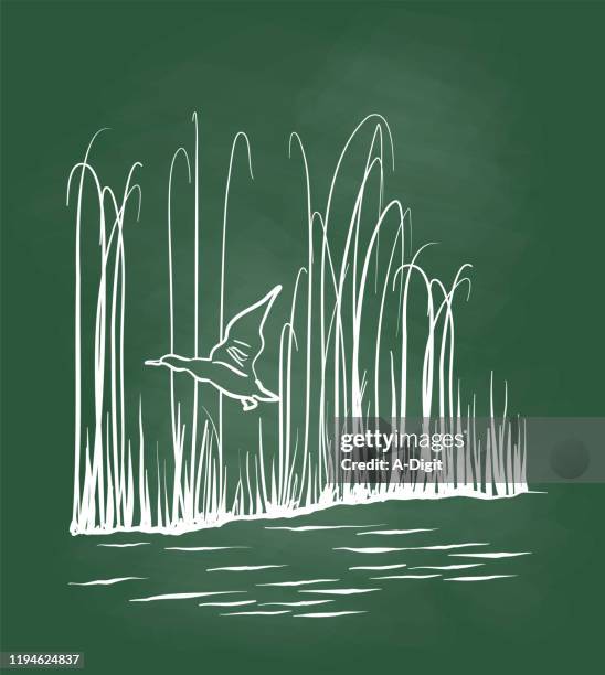 flying duck chalkboard - swamp stock illustrations